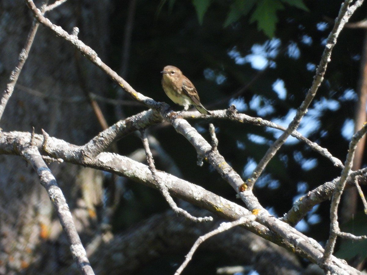 Yellow-rumped Warbler - ML623760539