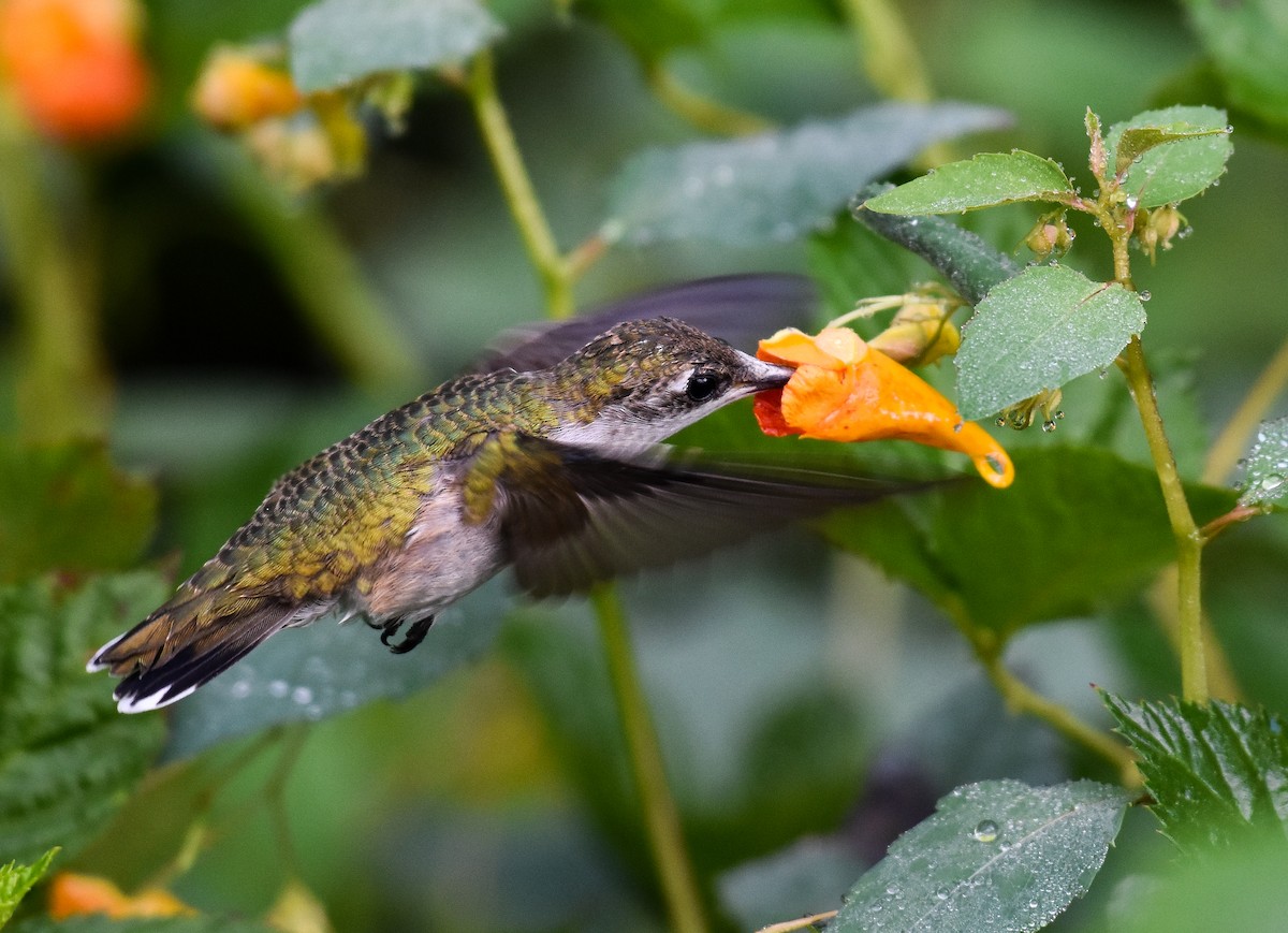 Ruby-throated Hummingbird - ML623760565