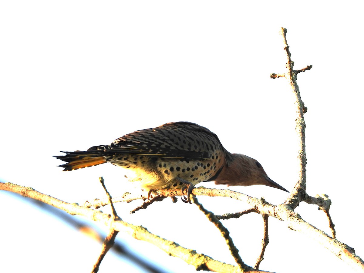 Northern Flicker - ML623760570