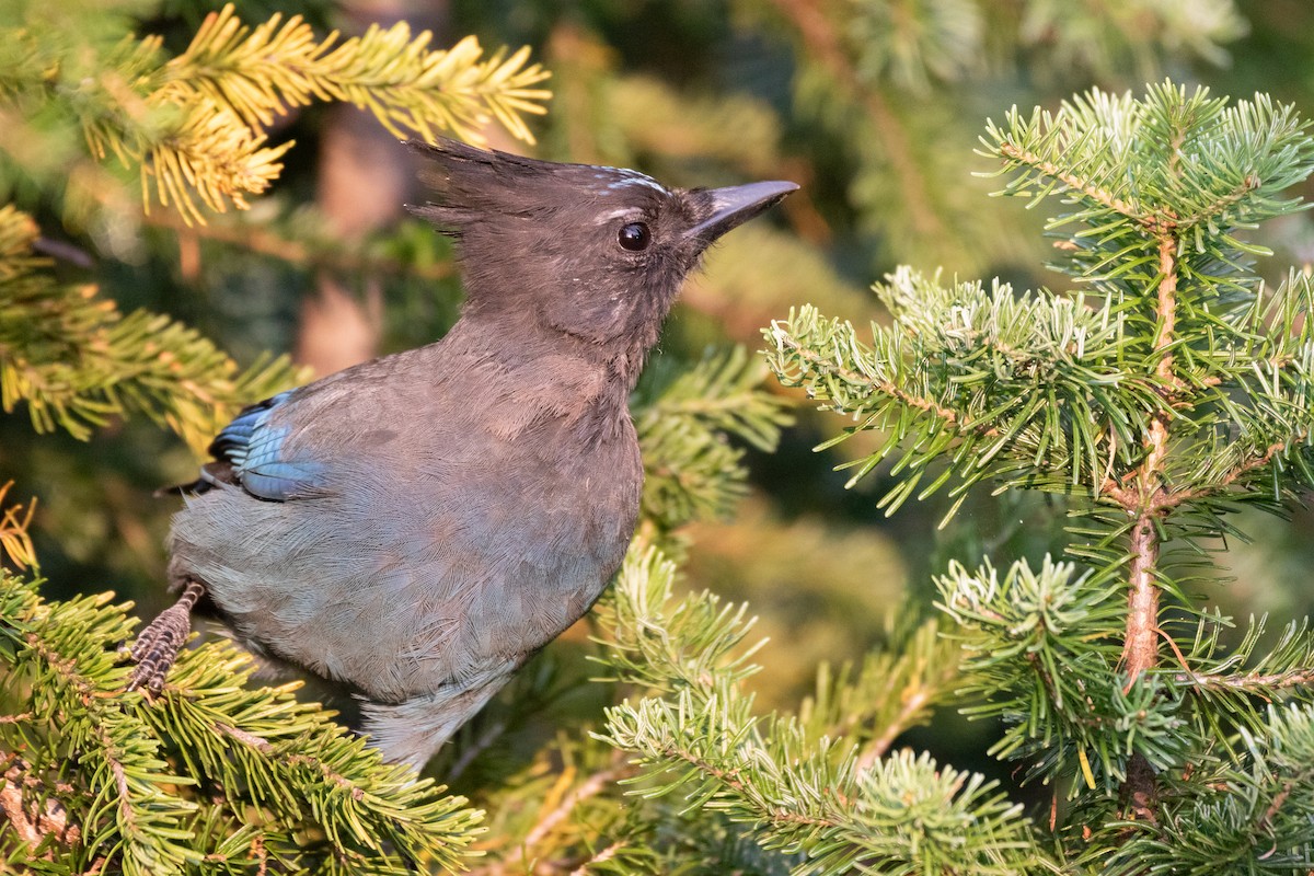 Steller's Jay - ML623760604