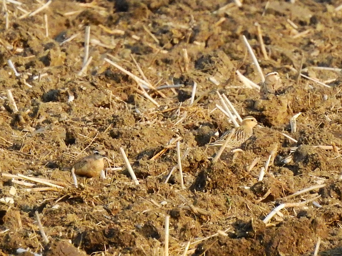 Eurasian Dotterel - ML623760613