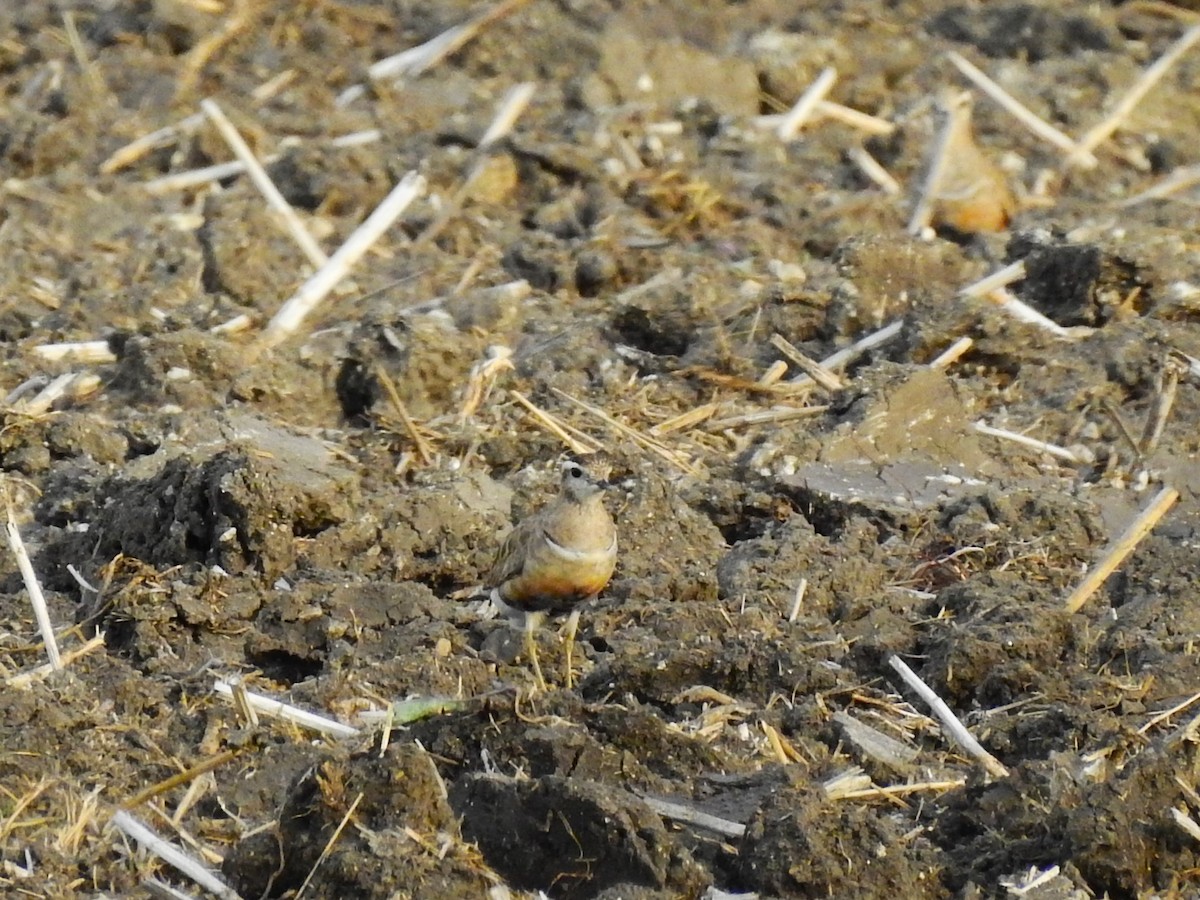 Eurasian Dotterel - ML623760614