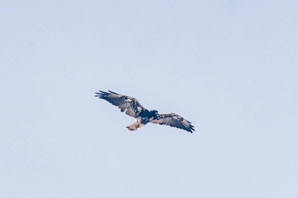 White-tailed Hawk - ML623760621