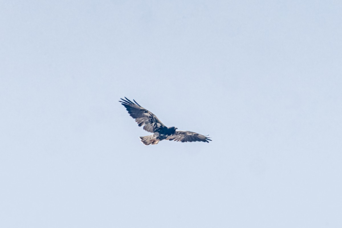 White-tailed Hawk - ML623760625