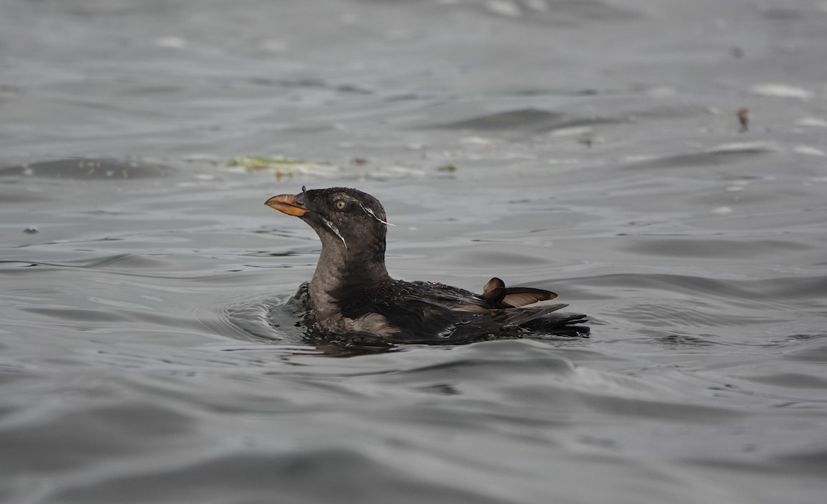 Rhinoceros Auklet - ML623760668