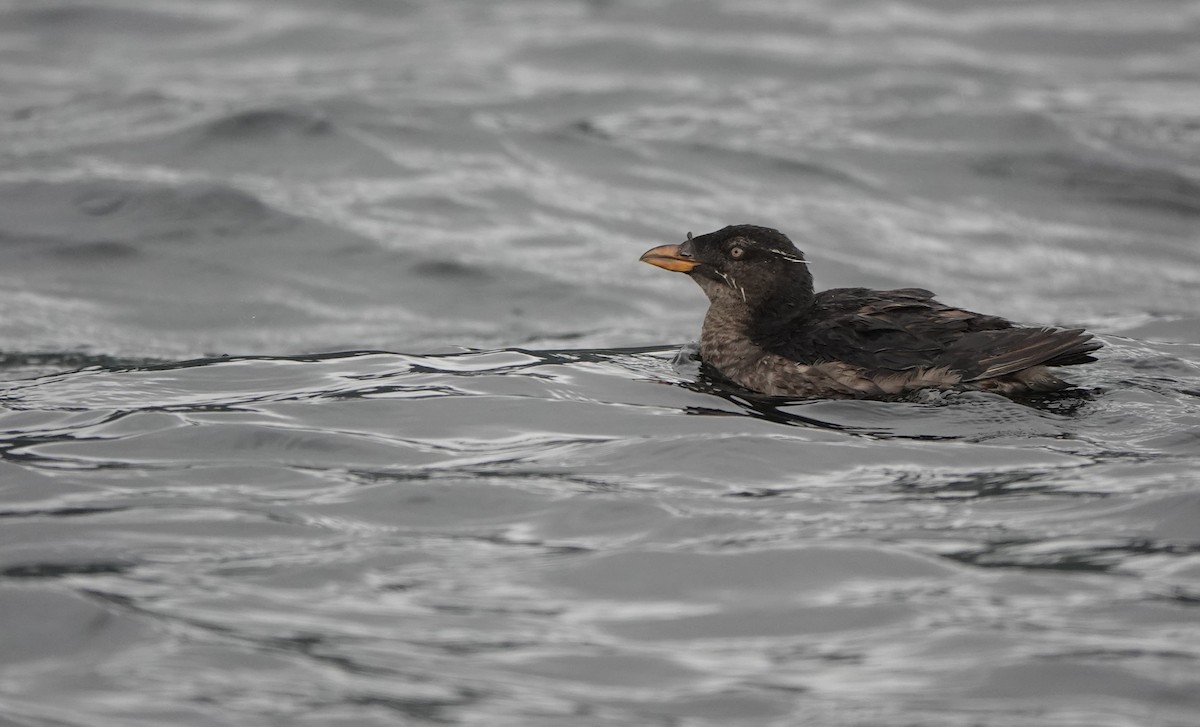 Rhinoceros Auklet - ML623760669