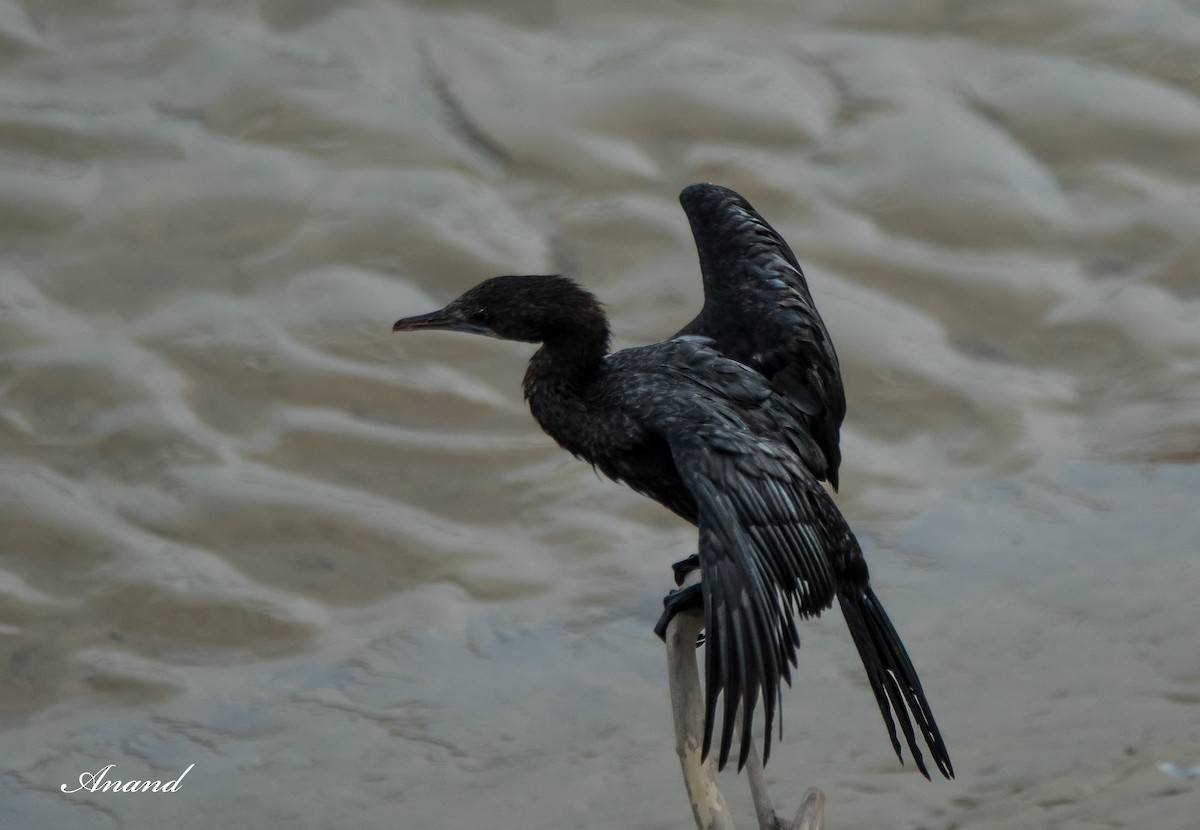 Cormorán de Java - ML623760679