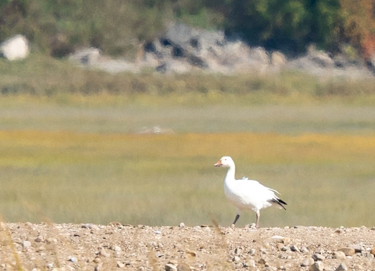 Snow Goose - Marcus Müller