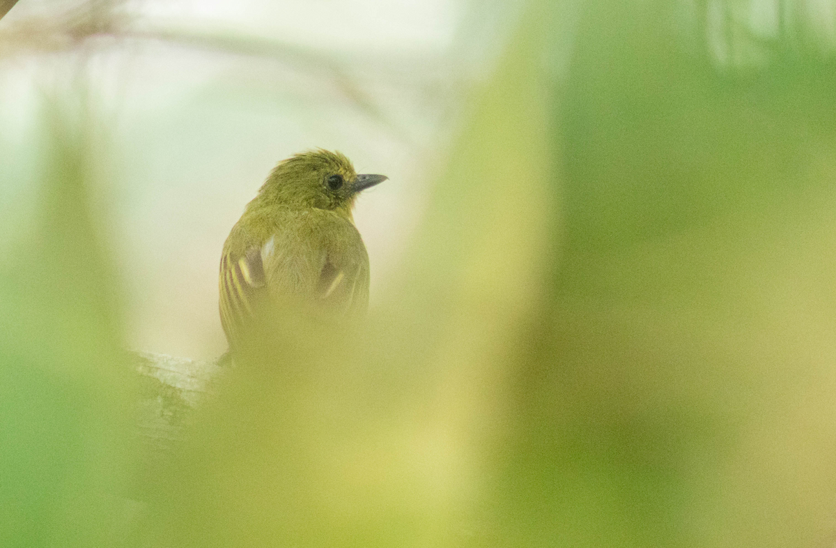 Olive-faced Flatbill - ML623760744