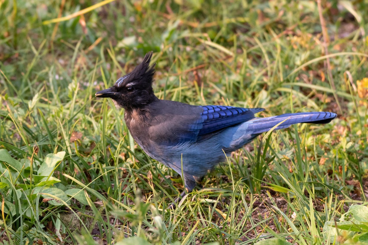 Steller's Jay - ML623760779