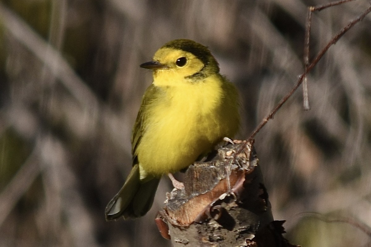 Hooded Warbler - ML623760848