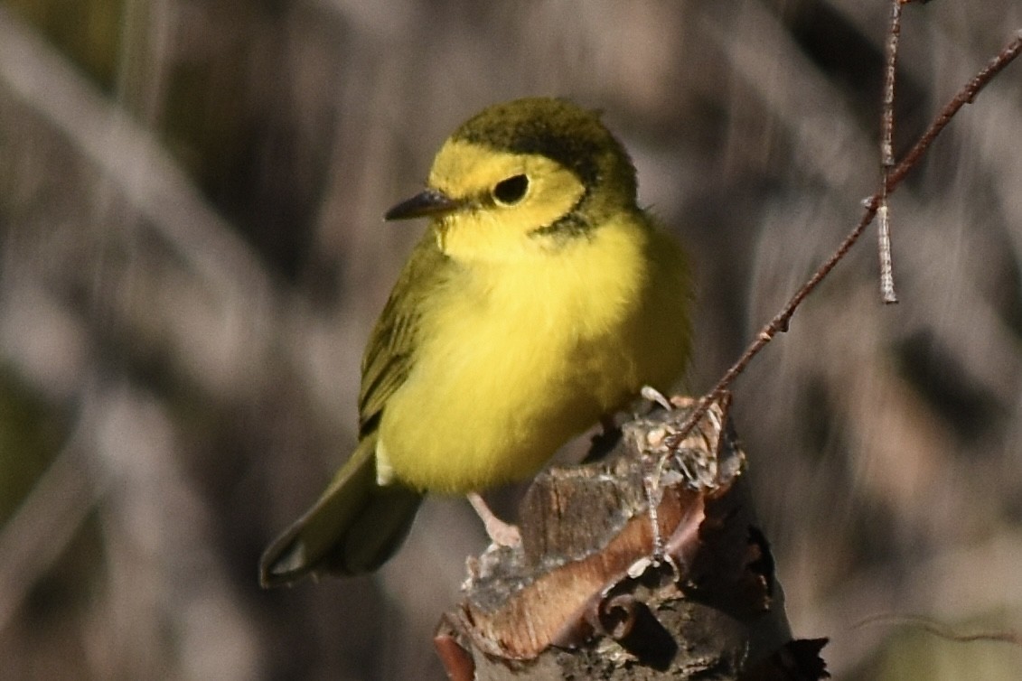 Hooded Warbler - ML623760849