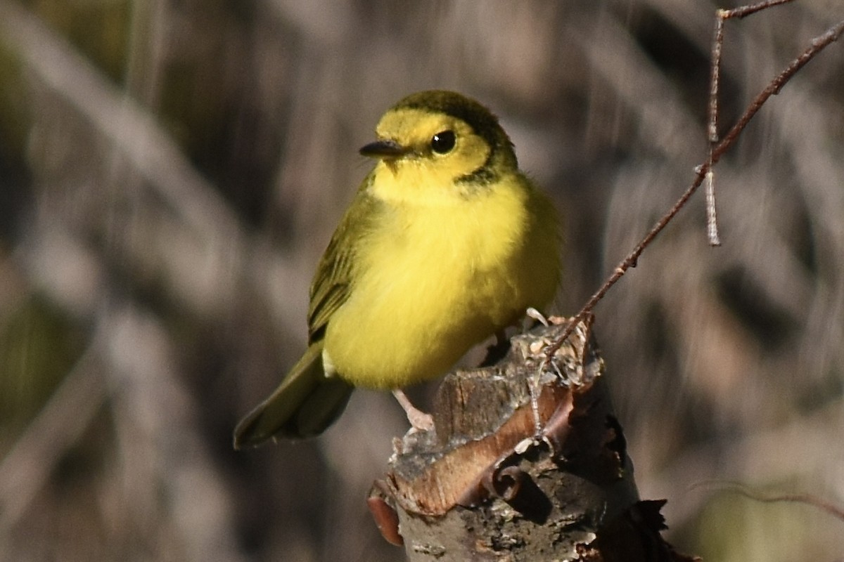 Hooded Warbler - ML623760850