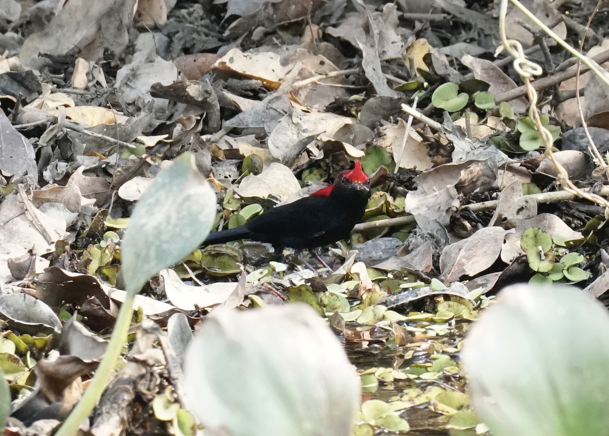 Helmeted Manakin - ML623760852