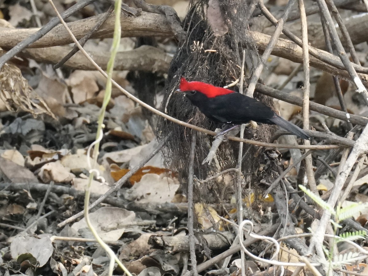 Helmeted Manakin - ML623760856