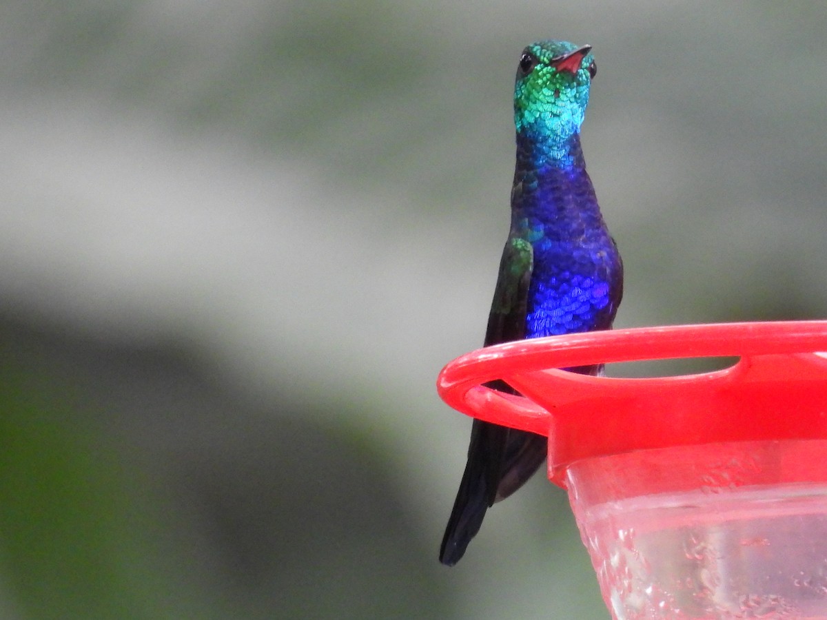 Violet-bellied Hummingbird - ML623760867