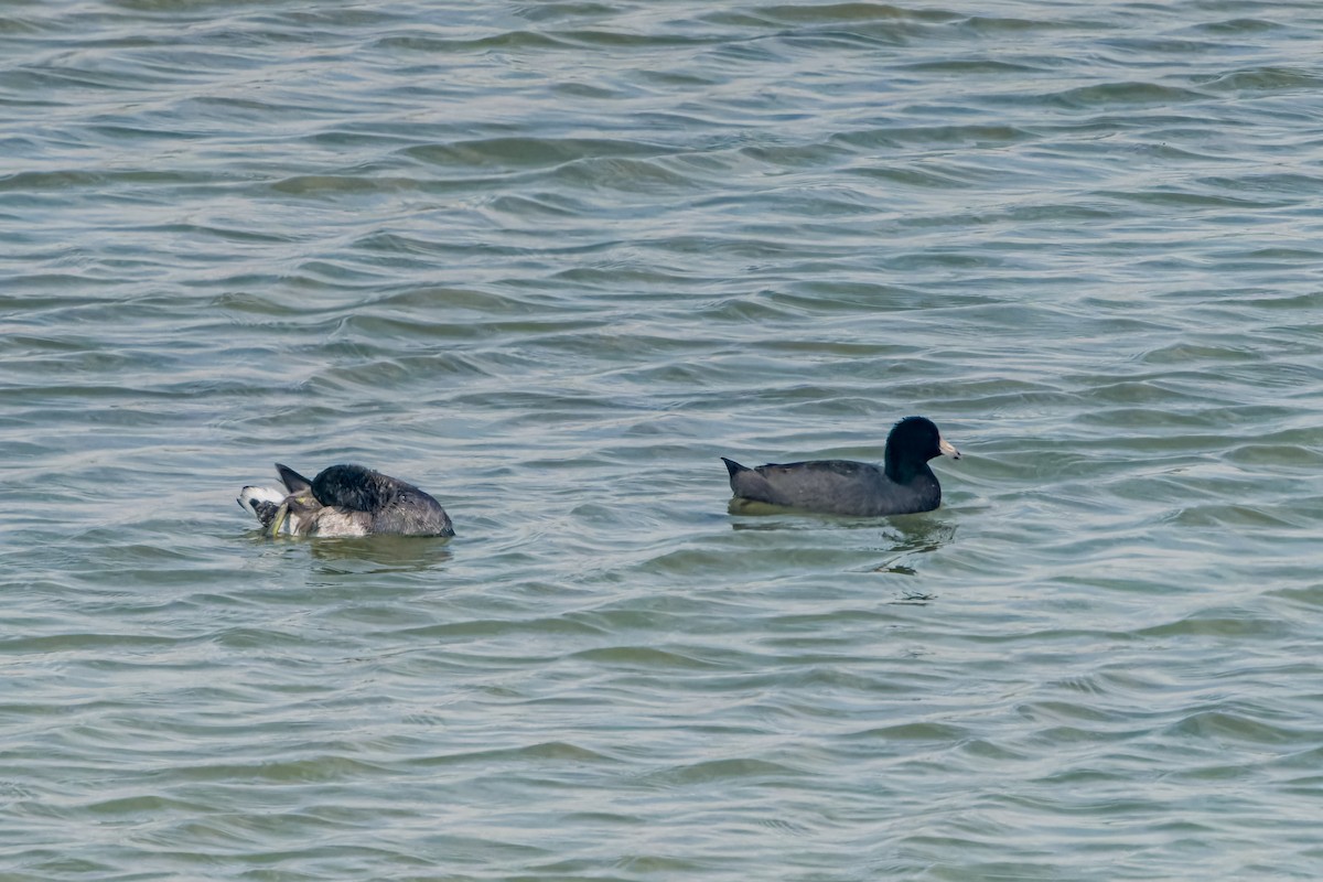 American Coot (Red-shielded) - ML623760916