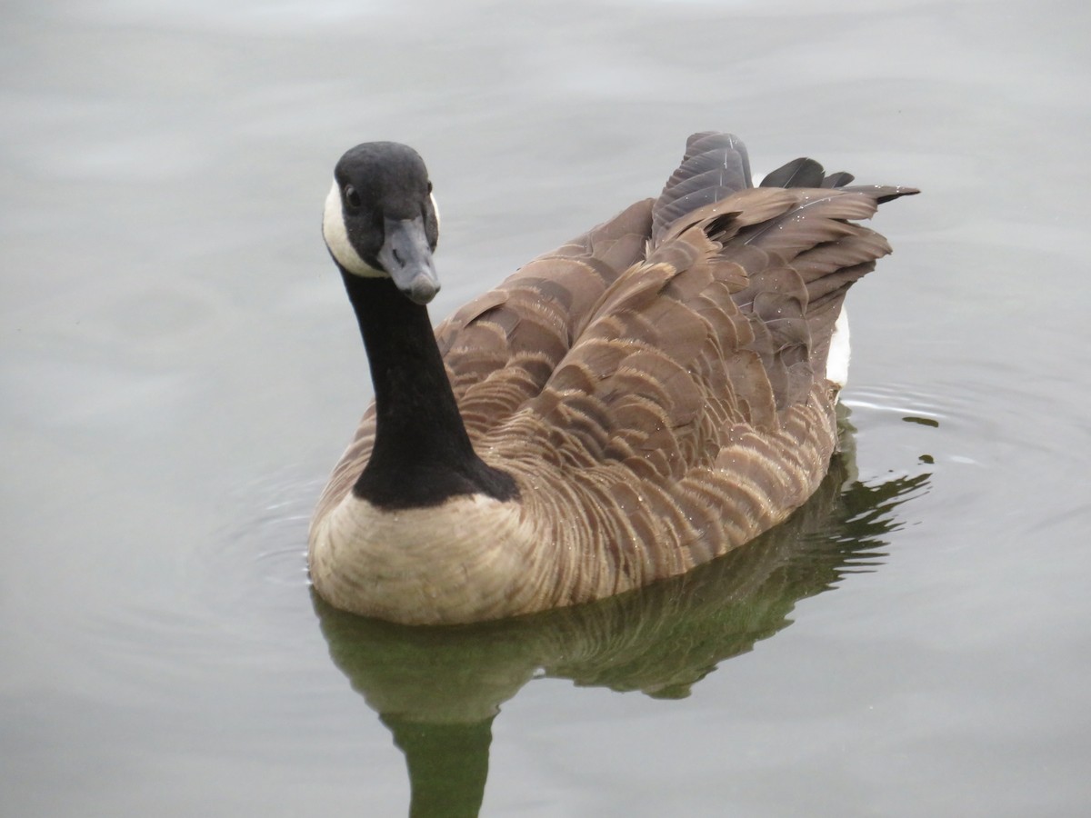 Canada Goose - Tim Nisslbeck