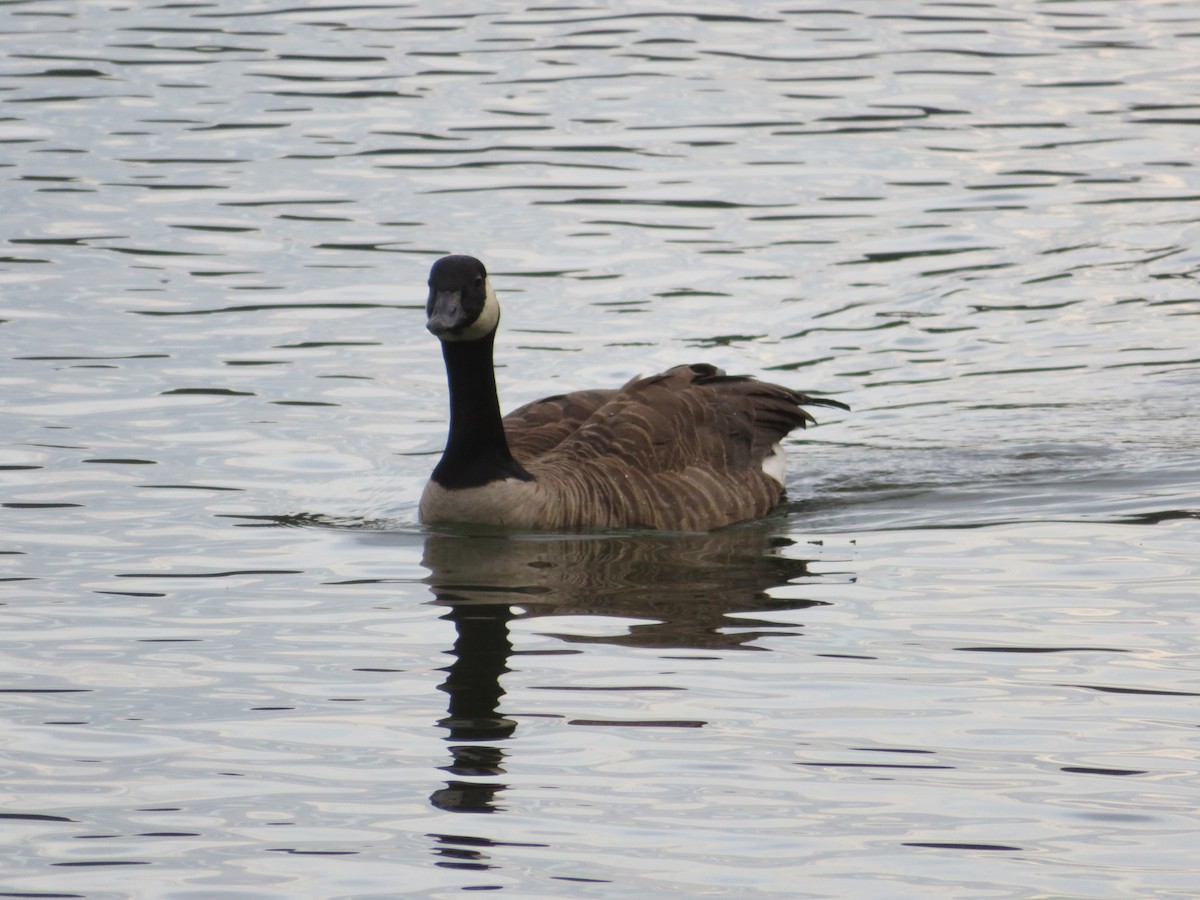 Canada Goose - Tim Nisslbeck