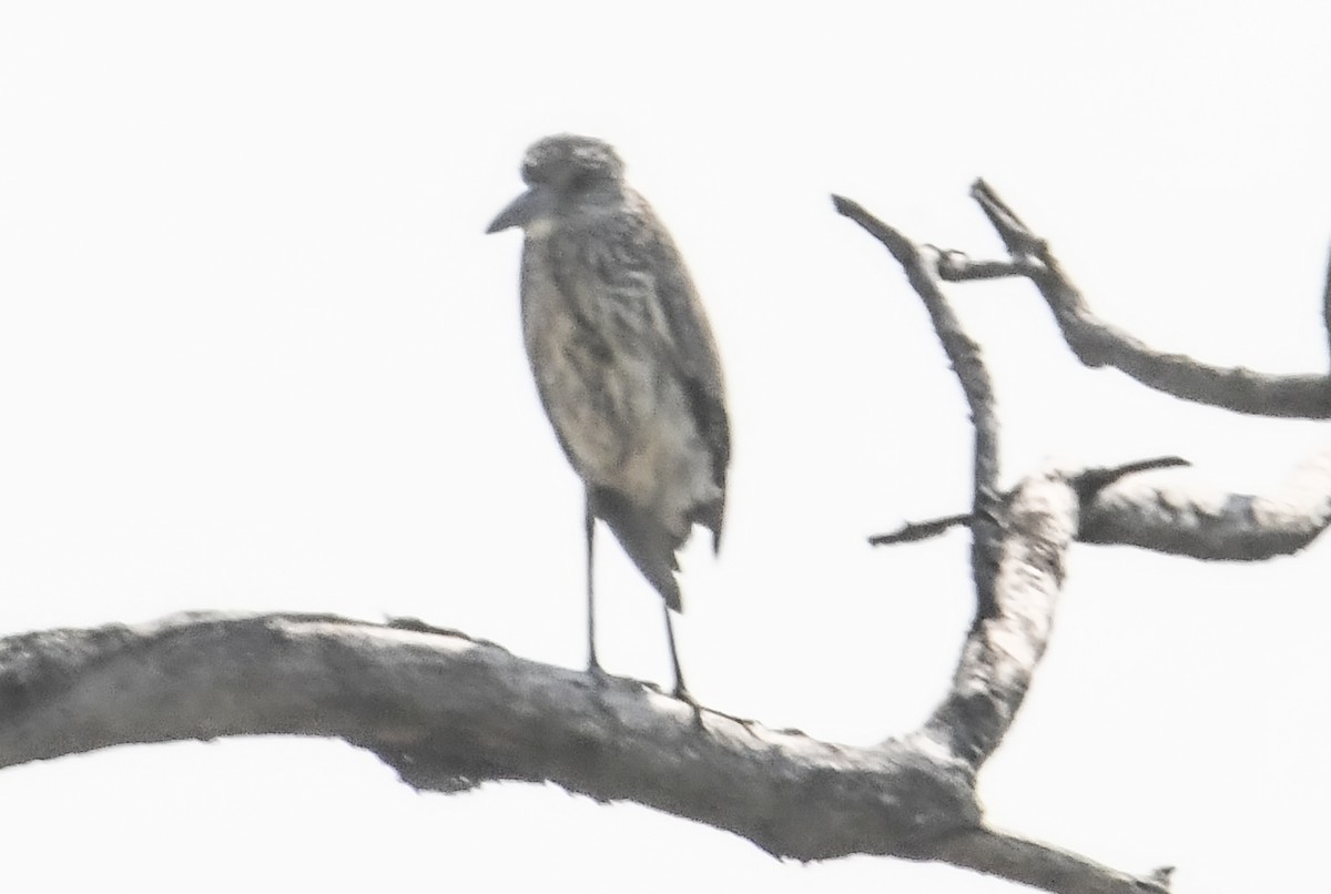Yellow-crowned Night Heron - ML623760944