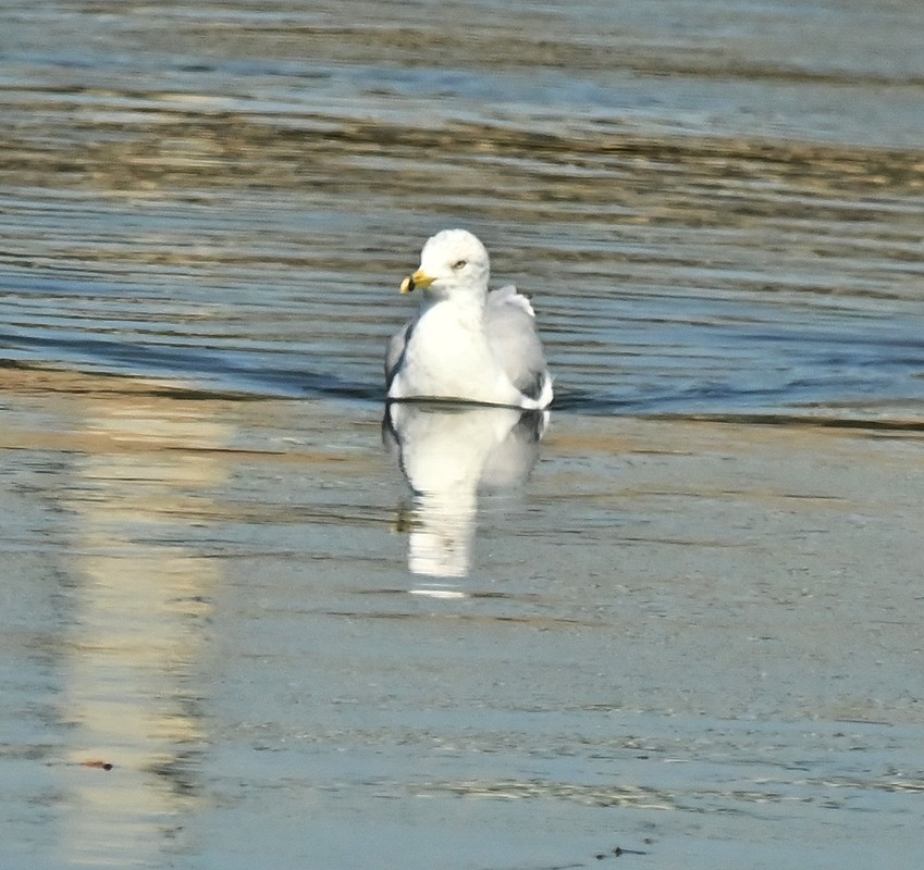 Ring-billed Gull - ML623760951