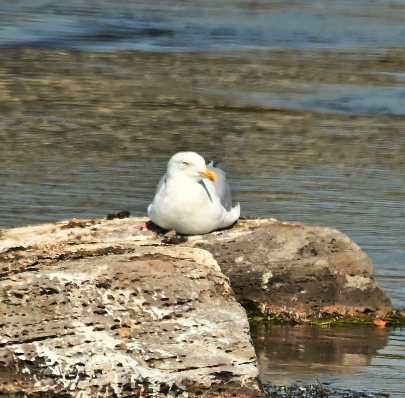 Herring Gull (American) - ML623760962