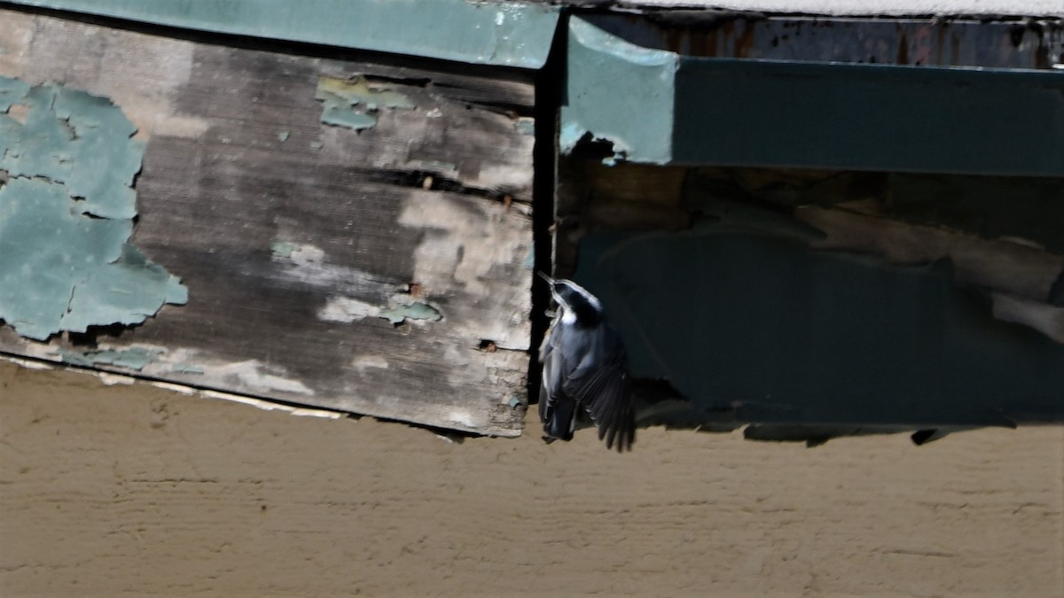 White-breasted Nuthatch - ML623760968