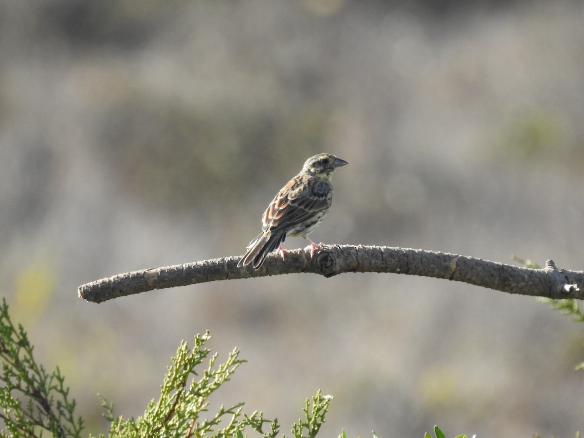 Hesi-berdantza - ML623760979