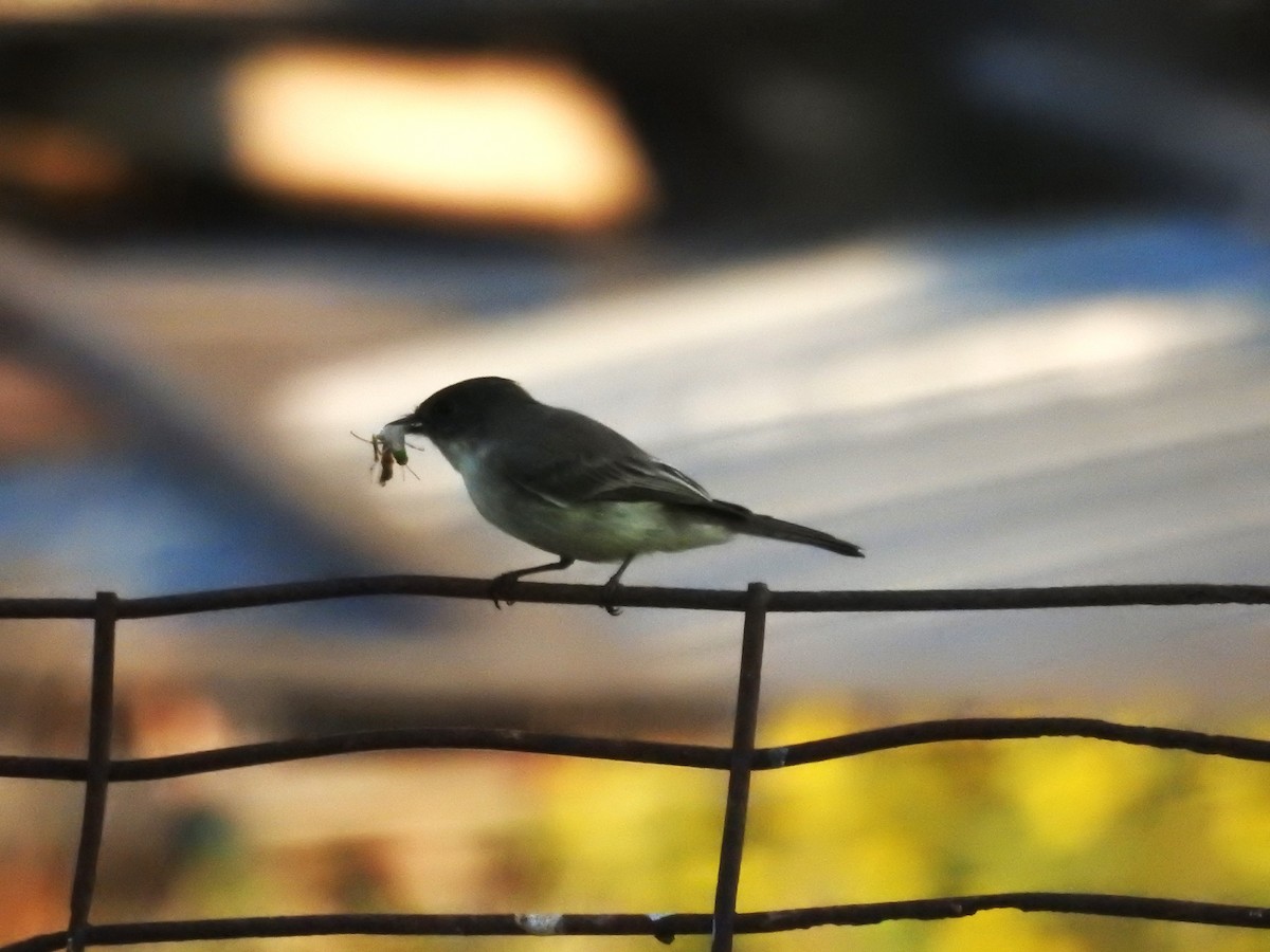 Eastern Phoebe - ML623760996