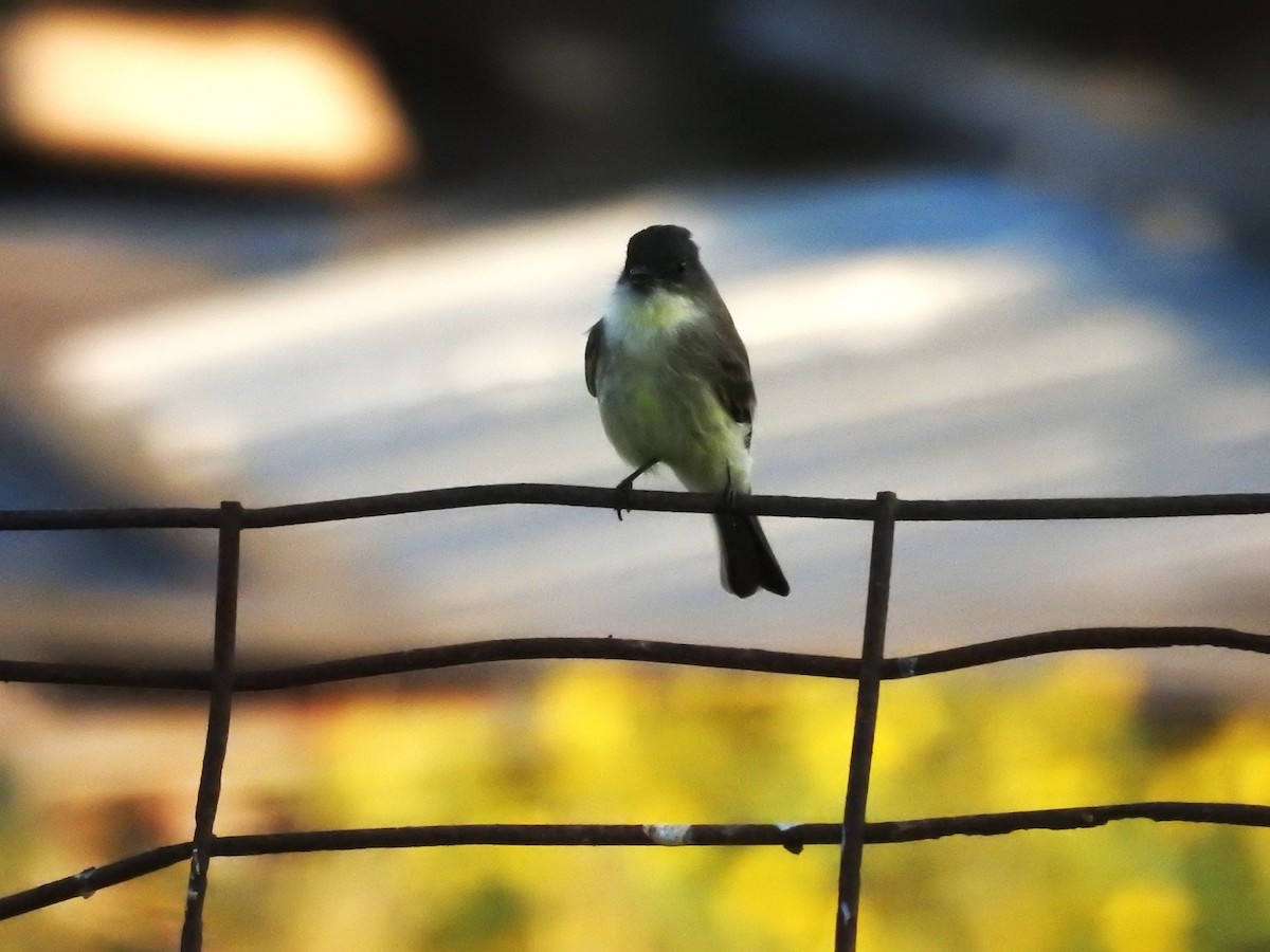 Eastern Phoebe - ML623760998