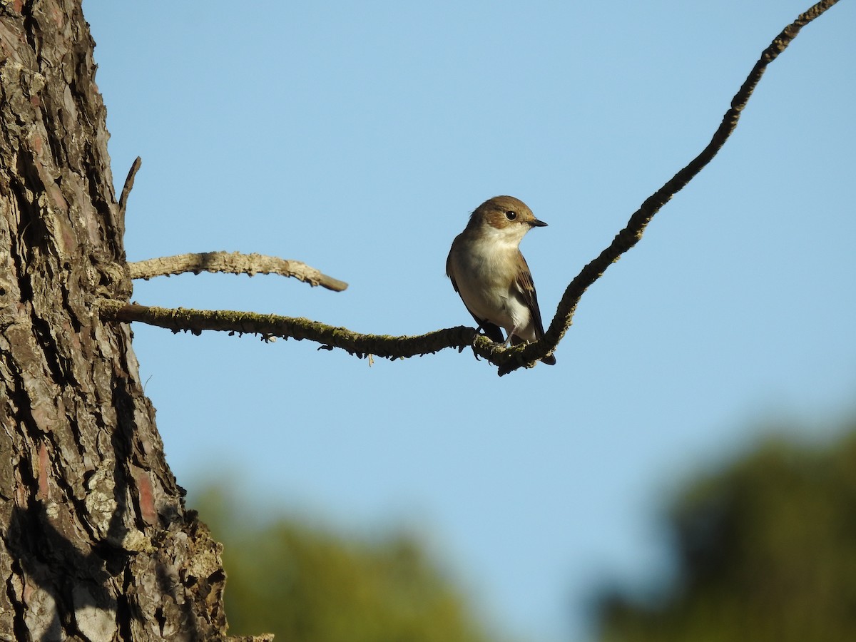 European Pied Flycatcher - Lars Gonçalves