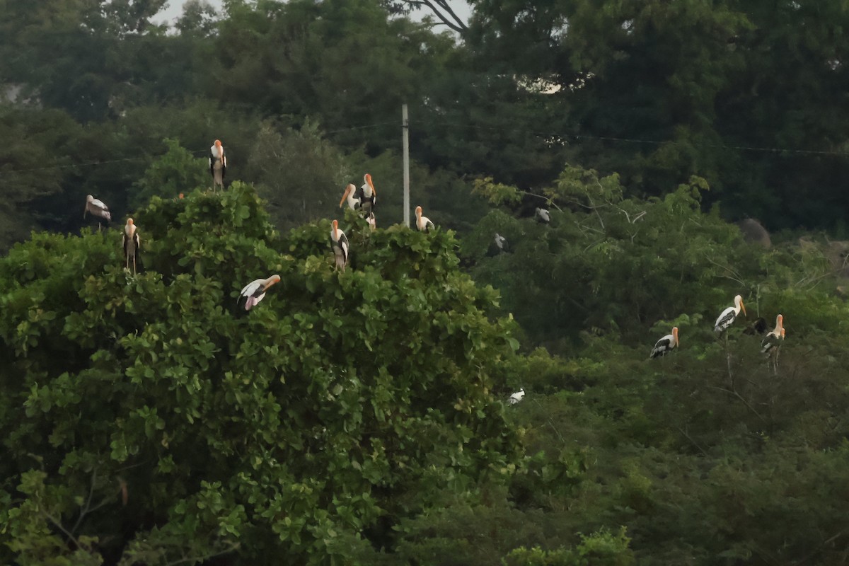 Painted Stork - ML623761080