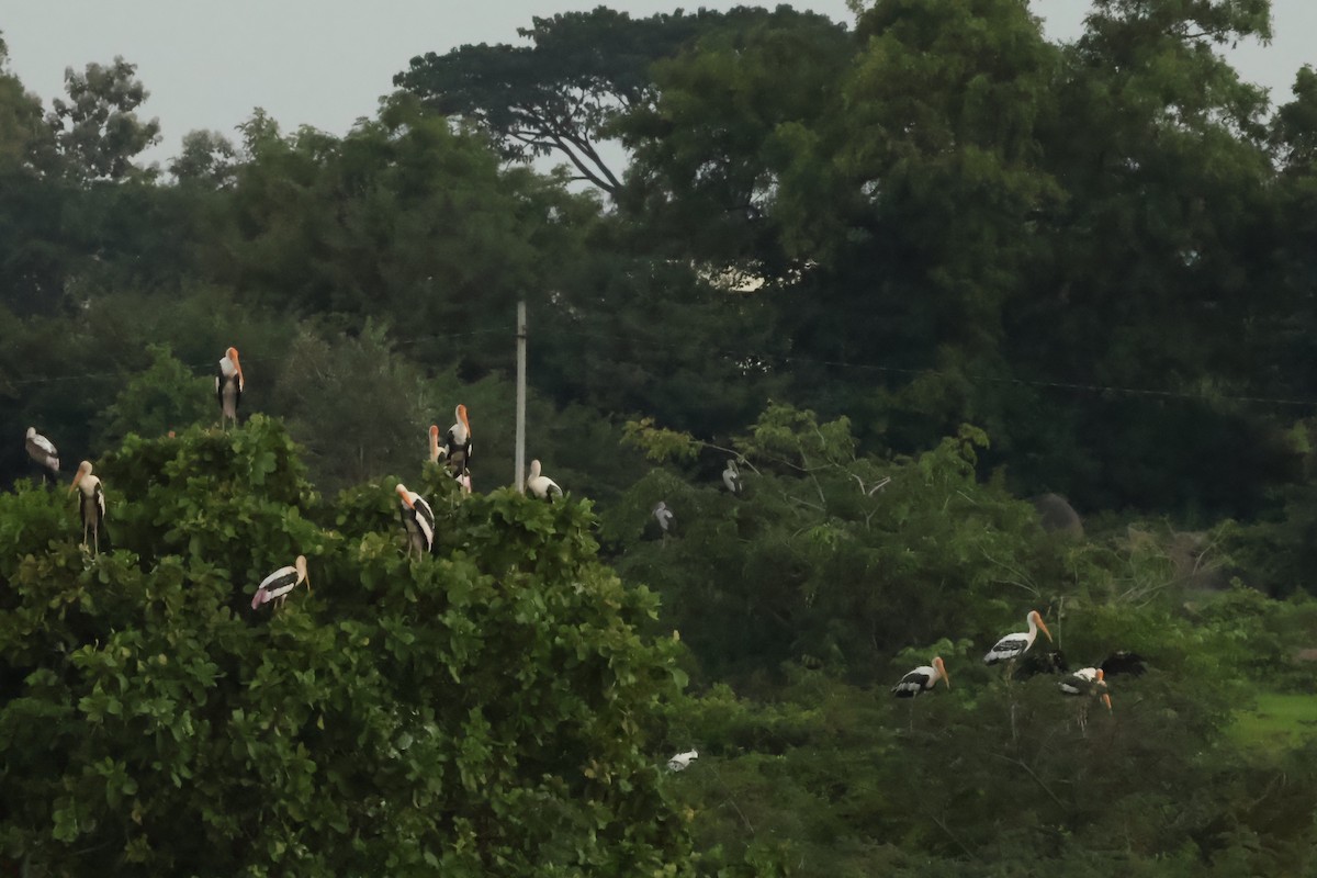 Painted Stork - ML623761088