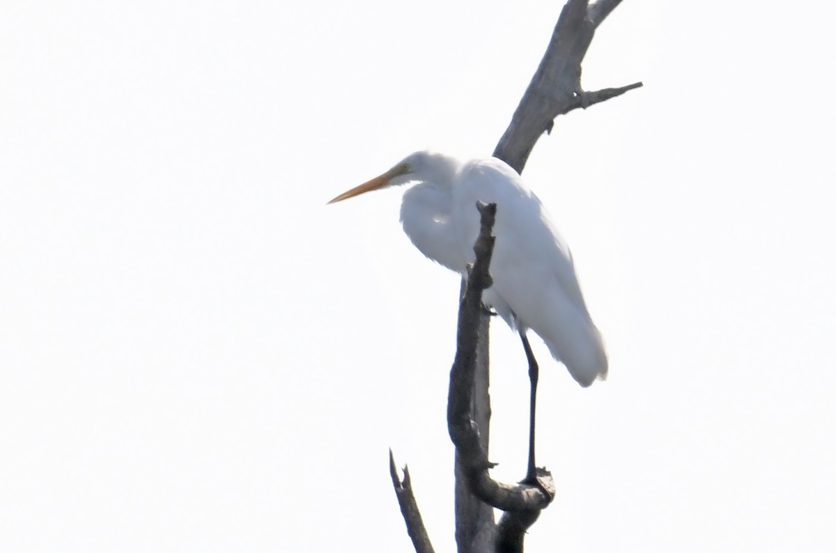 Цасч дэглий - ML623761126