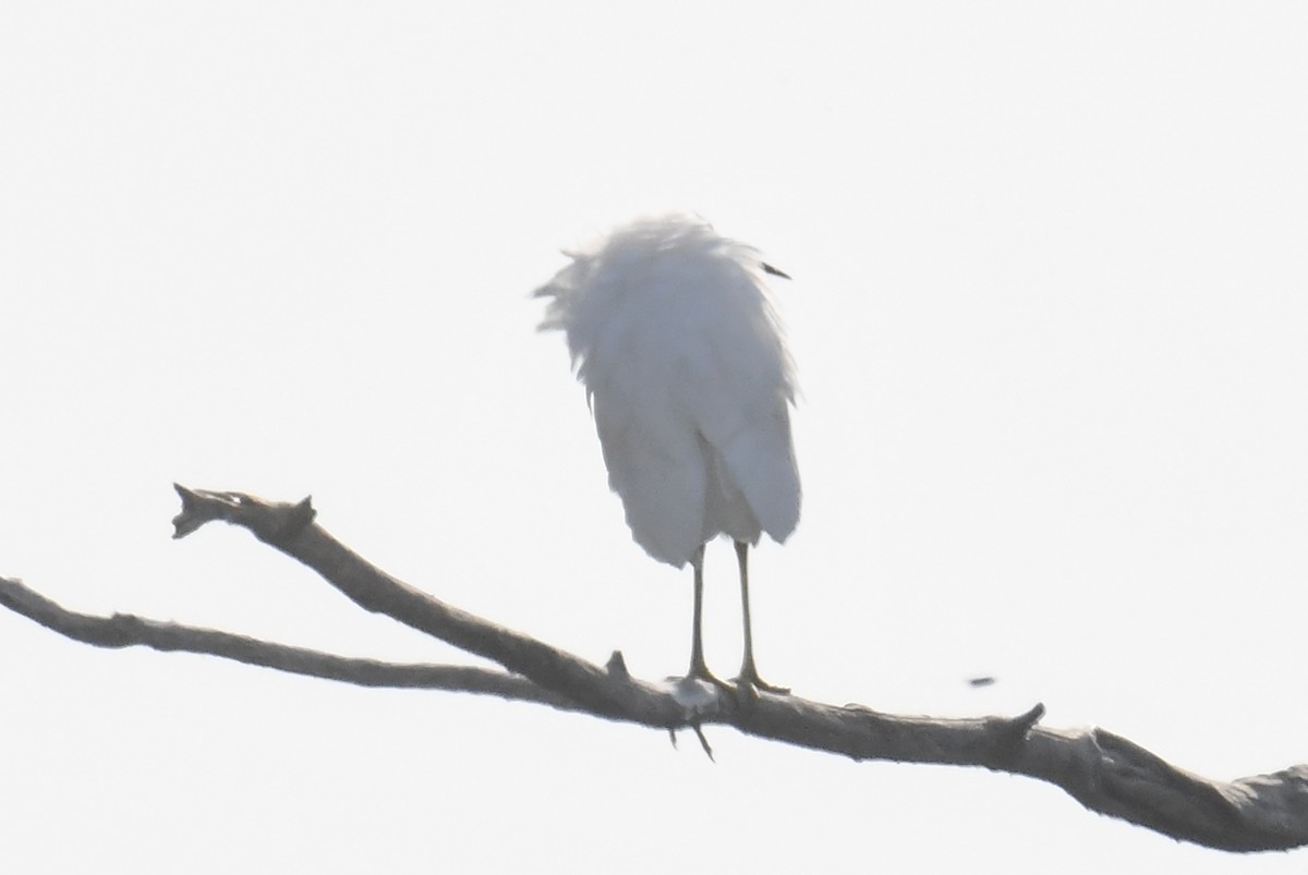 Цасч дэглий - ML623761127