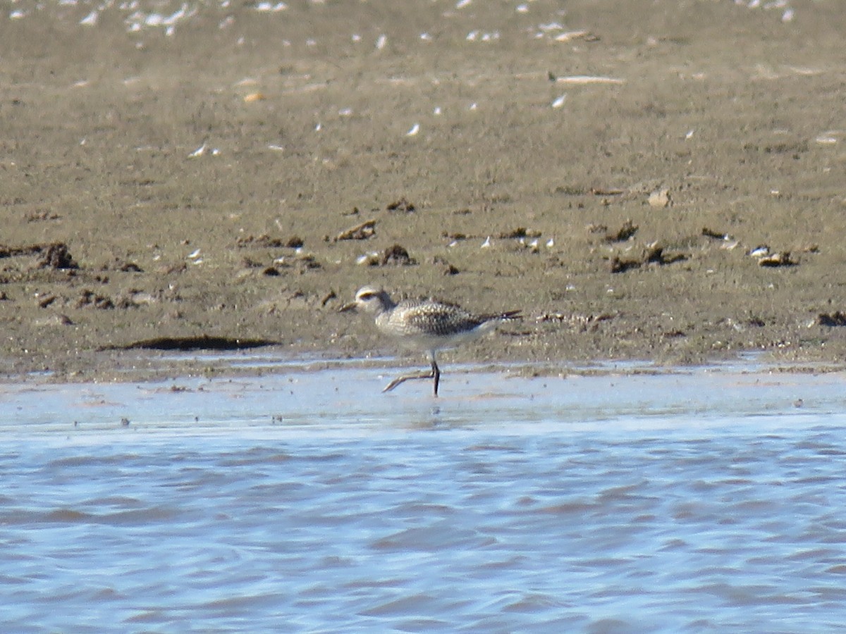 Black-bellied Plover - ML623761150