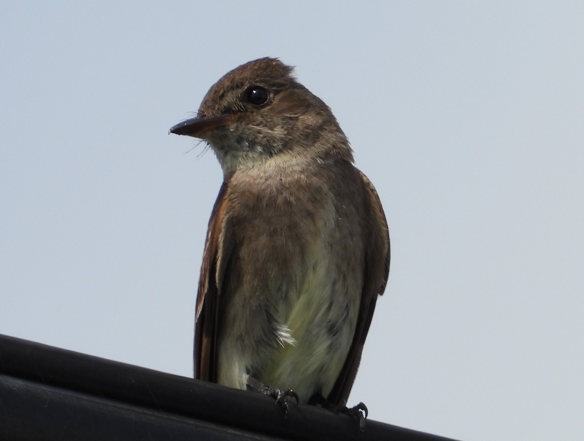 Eastern Wood-Pewee - Chuck Hignite