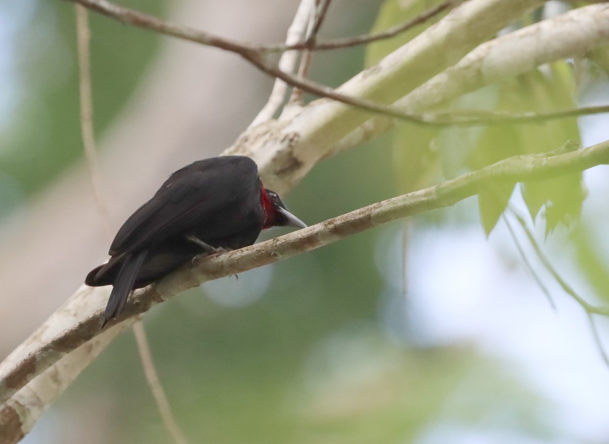 Purple-throated Fruitcrow - ML623761183