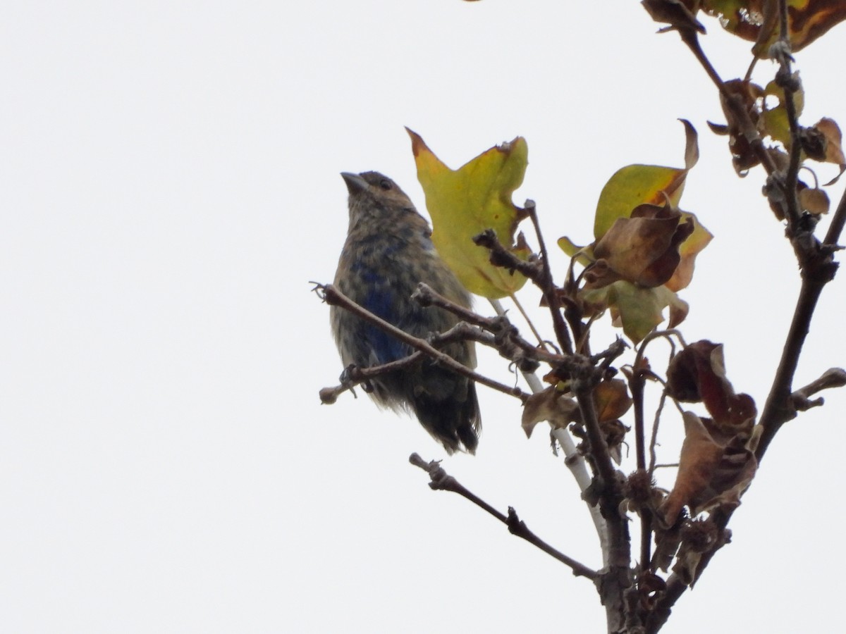 Indigo Bunting - Joshua Mitchell