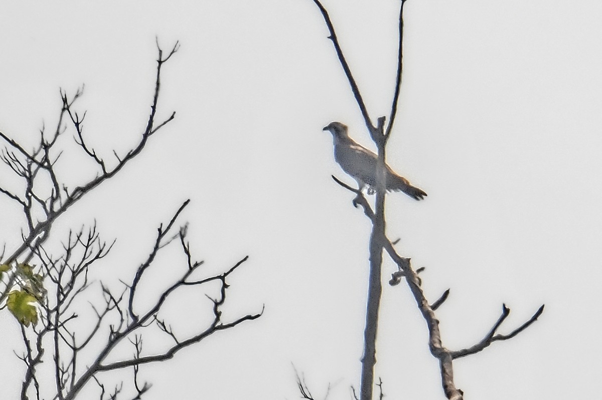 Загасч явлаг - ML623761203