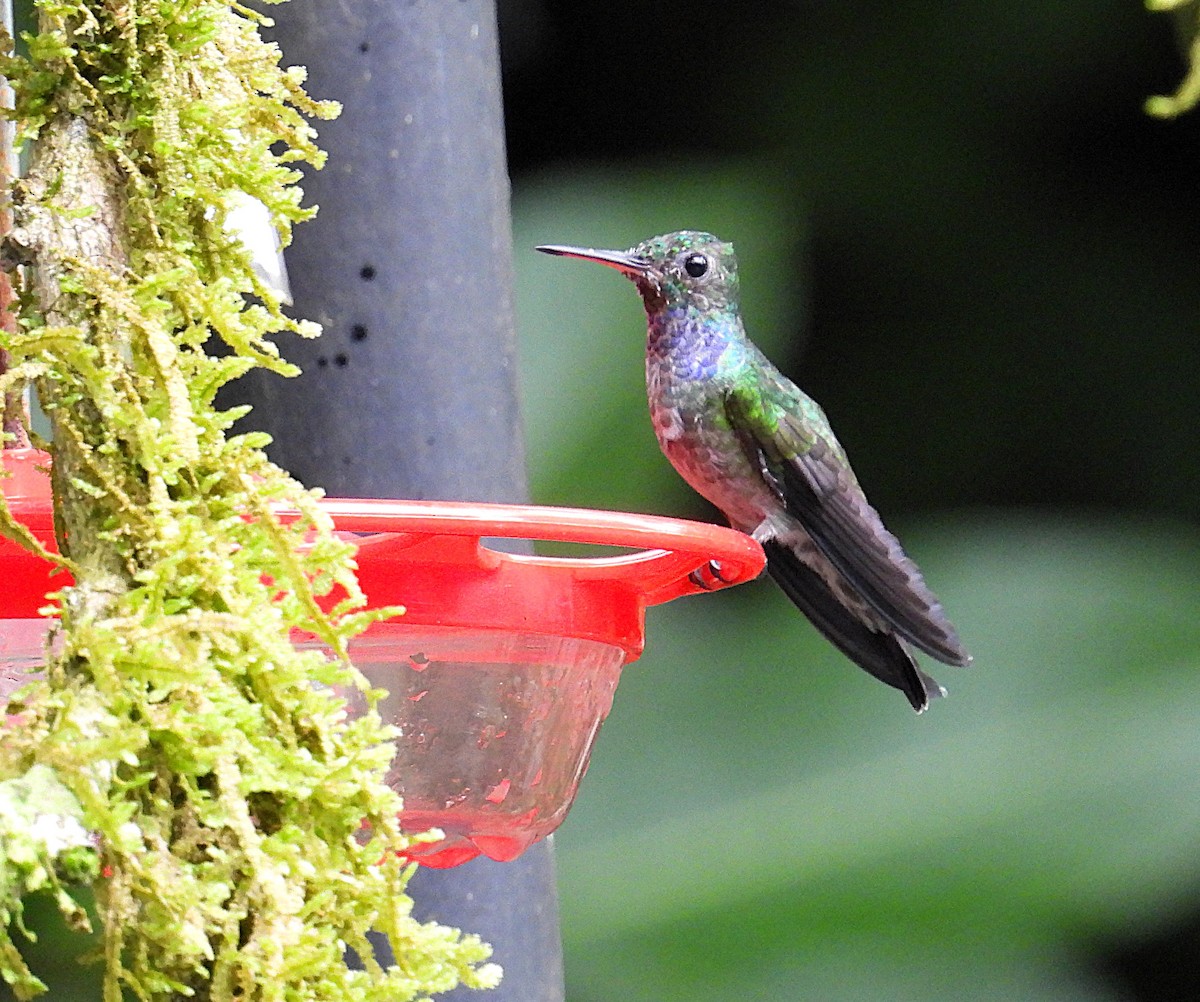 Blue-chested Hummingbird - ML623761215