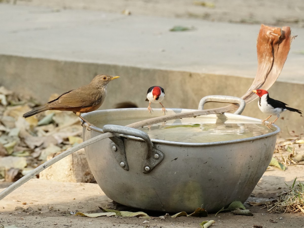 Rufous-bellied Thrush - ML623761228