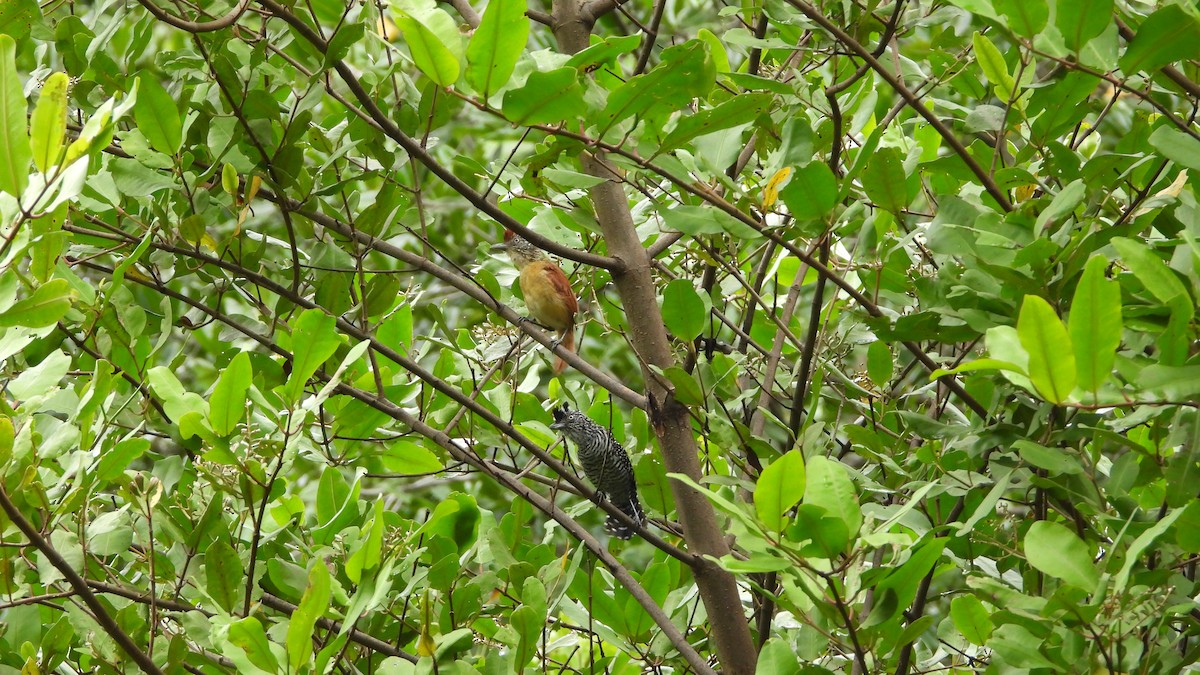 Barred Antshrike - ML623761236