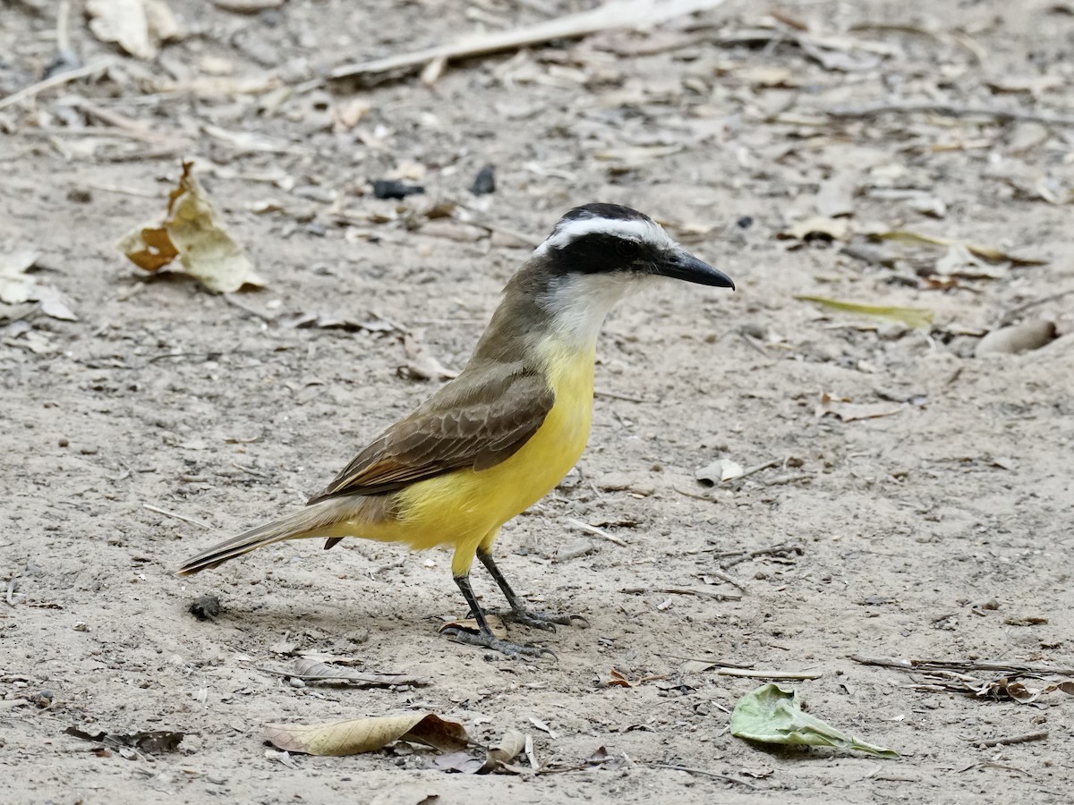 Great Kiskadee - ML623761274