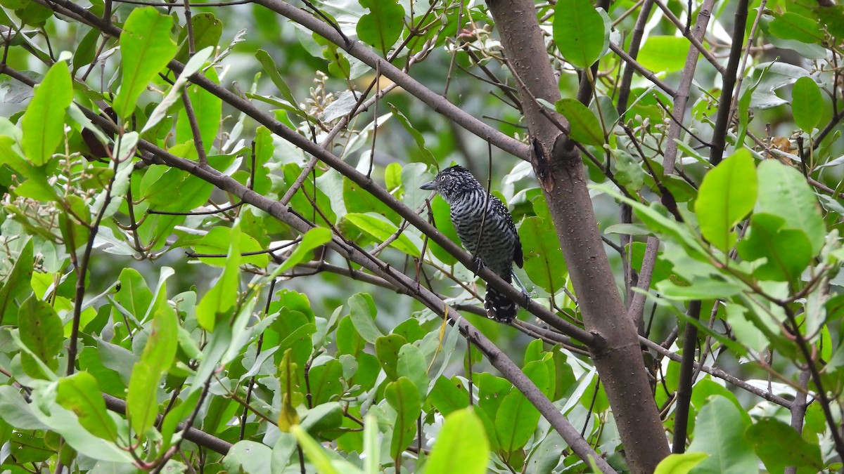 Barred Antshrike - ML623761279