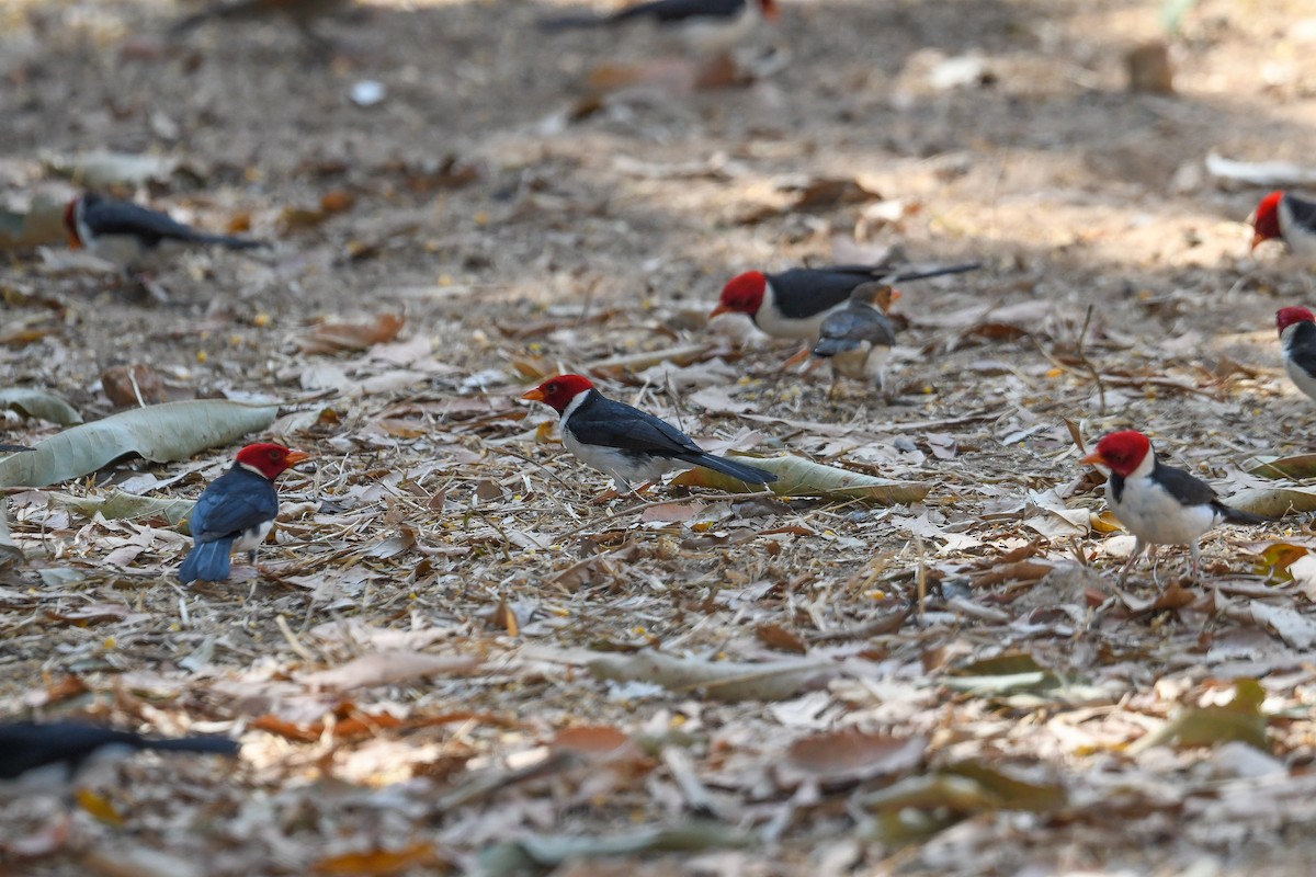 Yellow-billed Cardinal - ML623761282