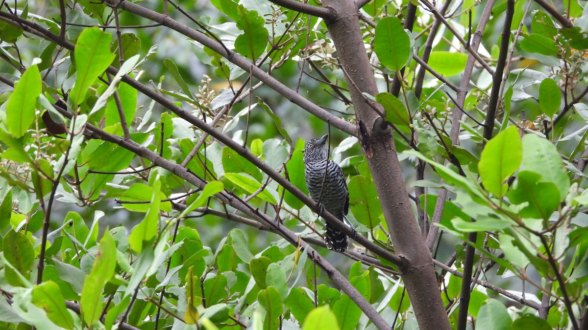 Barred Antshrike - ML623761283