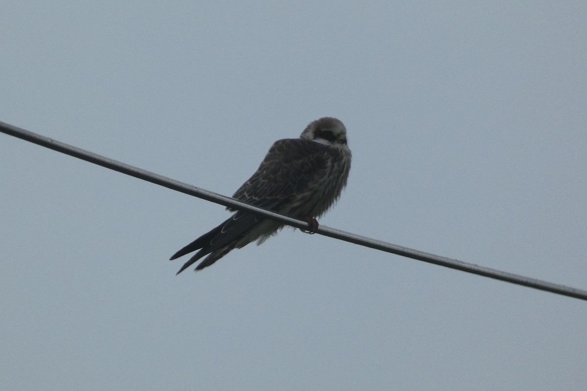 Red-footed Falcon - Zdeněk Selinger