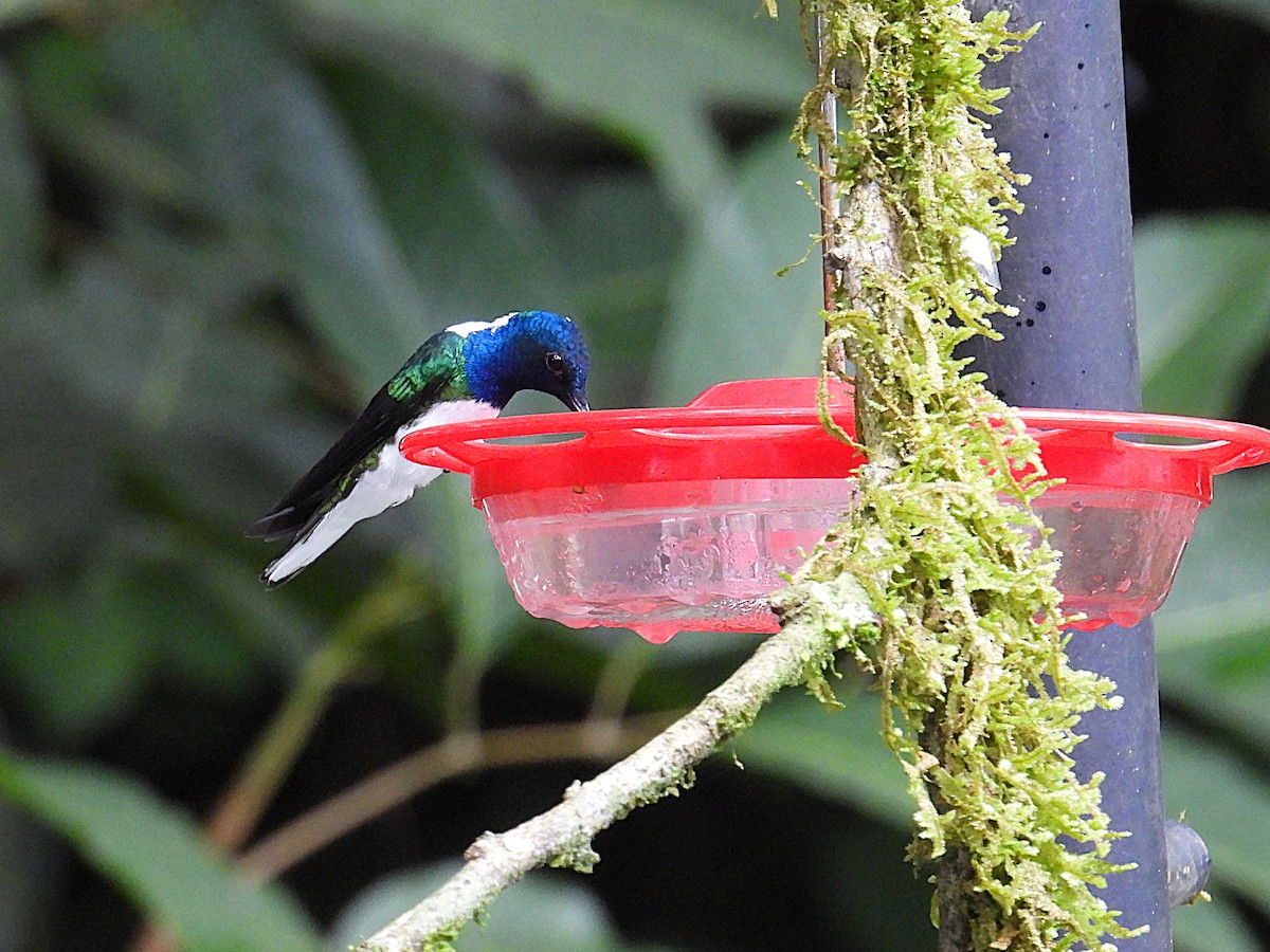 White-necked Jacobin - ML623761324