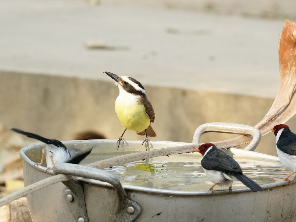 Great Kiskadee - ML623761328